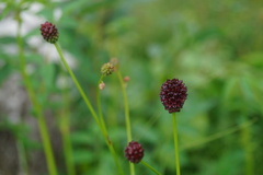 Sanguisorba officinalis