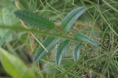 Sanguisorba officinalis