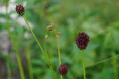 Sanguisorba officinalis