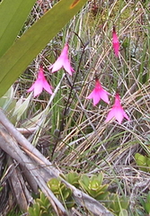 Celiantha imthurniana