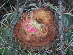 Melocactus zehntneri