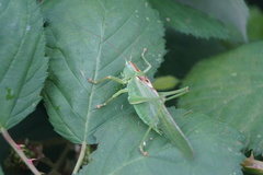 Tettigonia viridissima