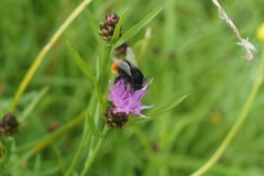 Bombus lapidarius