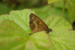 Pyronia tithonus