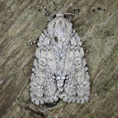 Acronicta