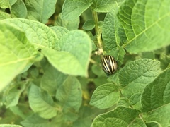 Leptinotarsa decemlineata