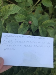 Leptinotarsa decemlineata