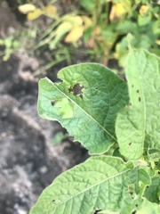 Leptinotarsa decemlineata