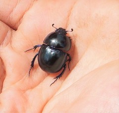 Trypocopris vernalis