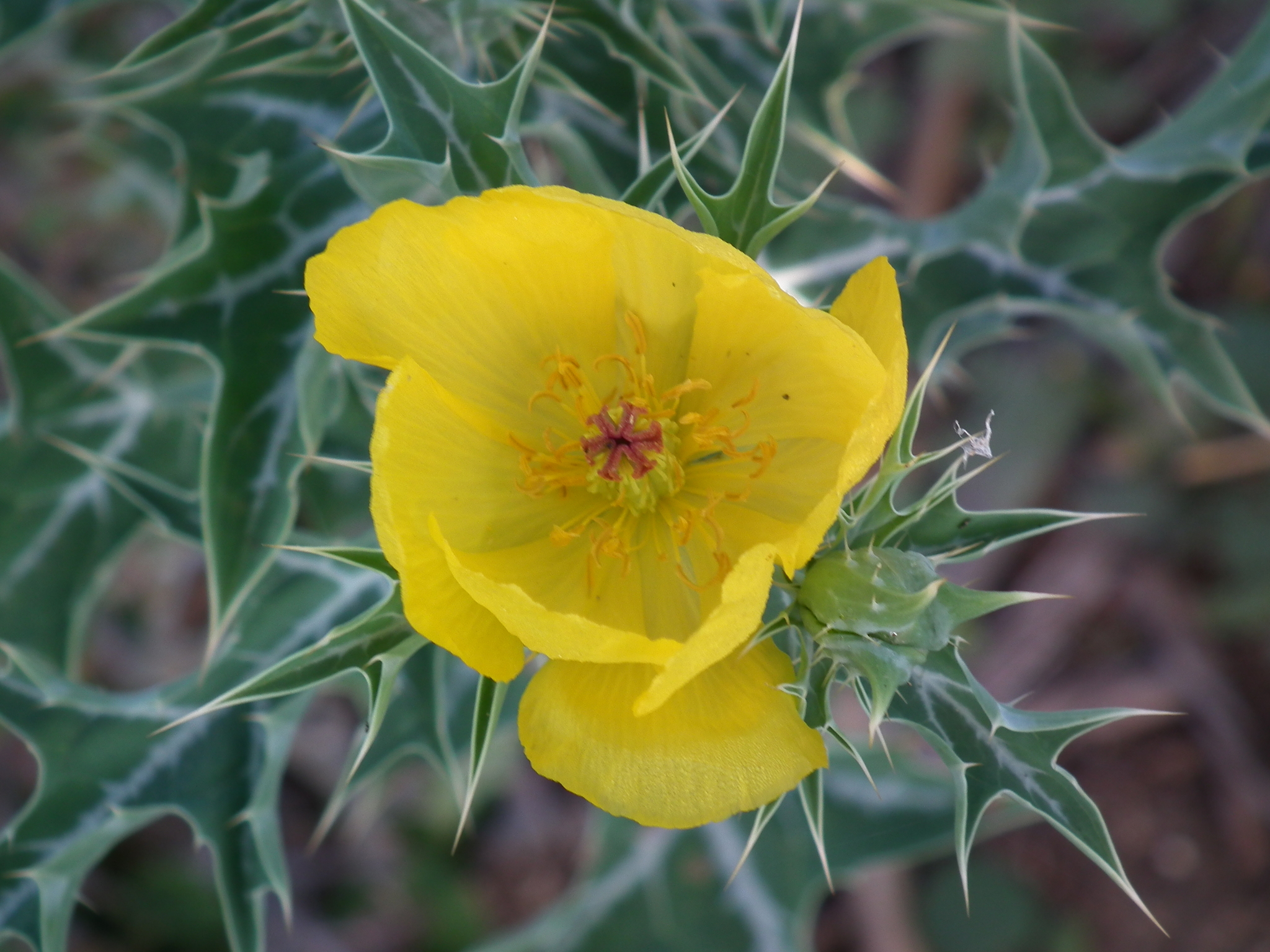 Argemone mexicana