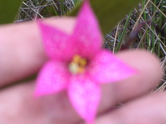 Celiantha imthurniana