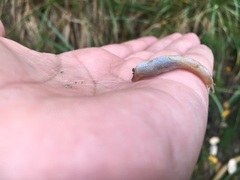 Prophysaon foliolatum