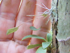 Lepanthes wullschlaegelii