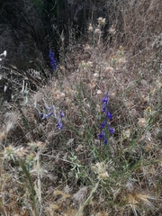 Delphinium gracile