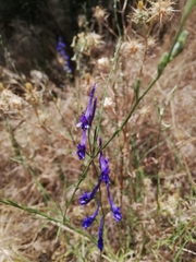 Delphinium gracile