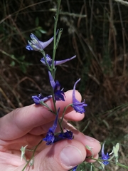 Delphinium gracile