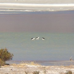 Recurvirostra andina