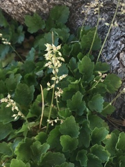 Heuchera merriamii