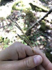 Bromus vulgaris