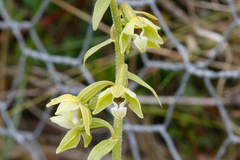 Epipactis dunensis