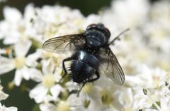 Epicampocera succincta