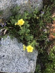 Potentilla flabellifolia
