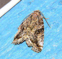 Diastema cnossia