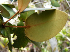 Mitranthes clarendonensis