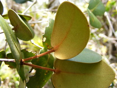 Mitranthes clarendonensis