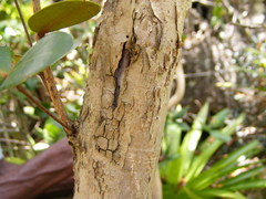 Mitranthes clarendonensis