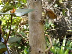Mitranthes clarendonensis