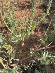 Glaucium corniculatum