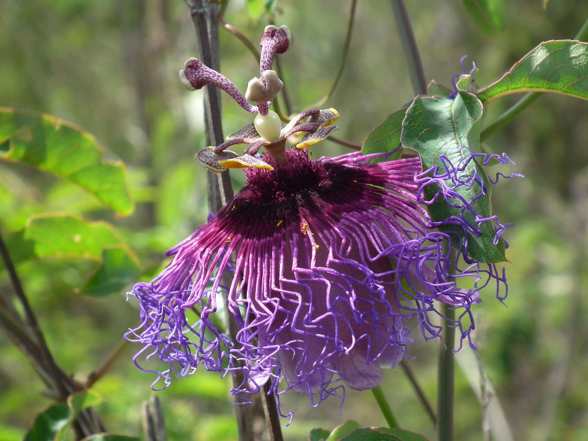 Passiflora cincinnata
