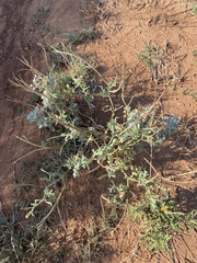 Glaucium corniculatum