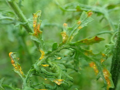 Coleosporium senecionis