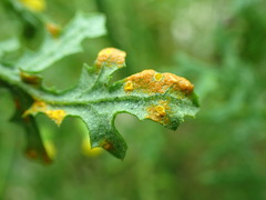 Coleosporium senecionis