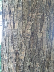 × chitalpa tashkentensis