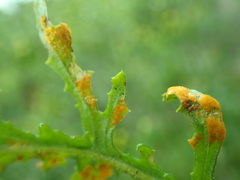 Coleosporium senecionis