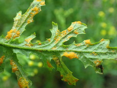 Coleosporium senecionis