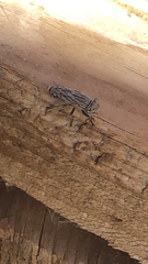 Oedopa