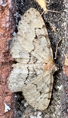 Aethalura intertexta