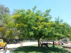 × chitalpa tashkentensis