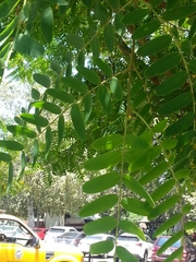 × chitalpa tashkentensis