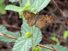 Antigonus erosus
