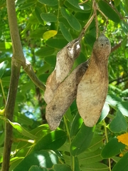 × chitalpa tashkentensis