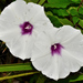 Ipomoea pandurata - Photo (c) Jim Duggan,  זכויות יוצרים חלקיות (CC BY)