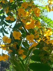 × chitalpa tashkentensis