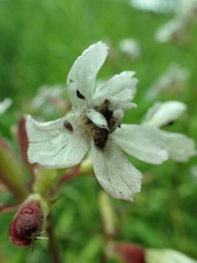 Microbotryum saponariae