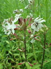 Microbotryum saponariae