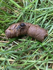 Dolichovespula maculata